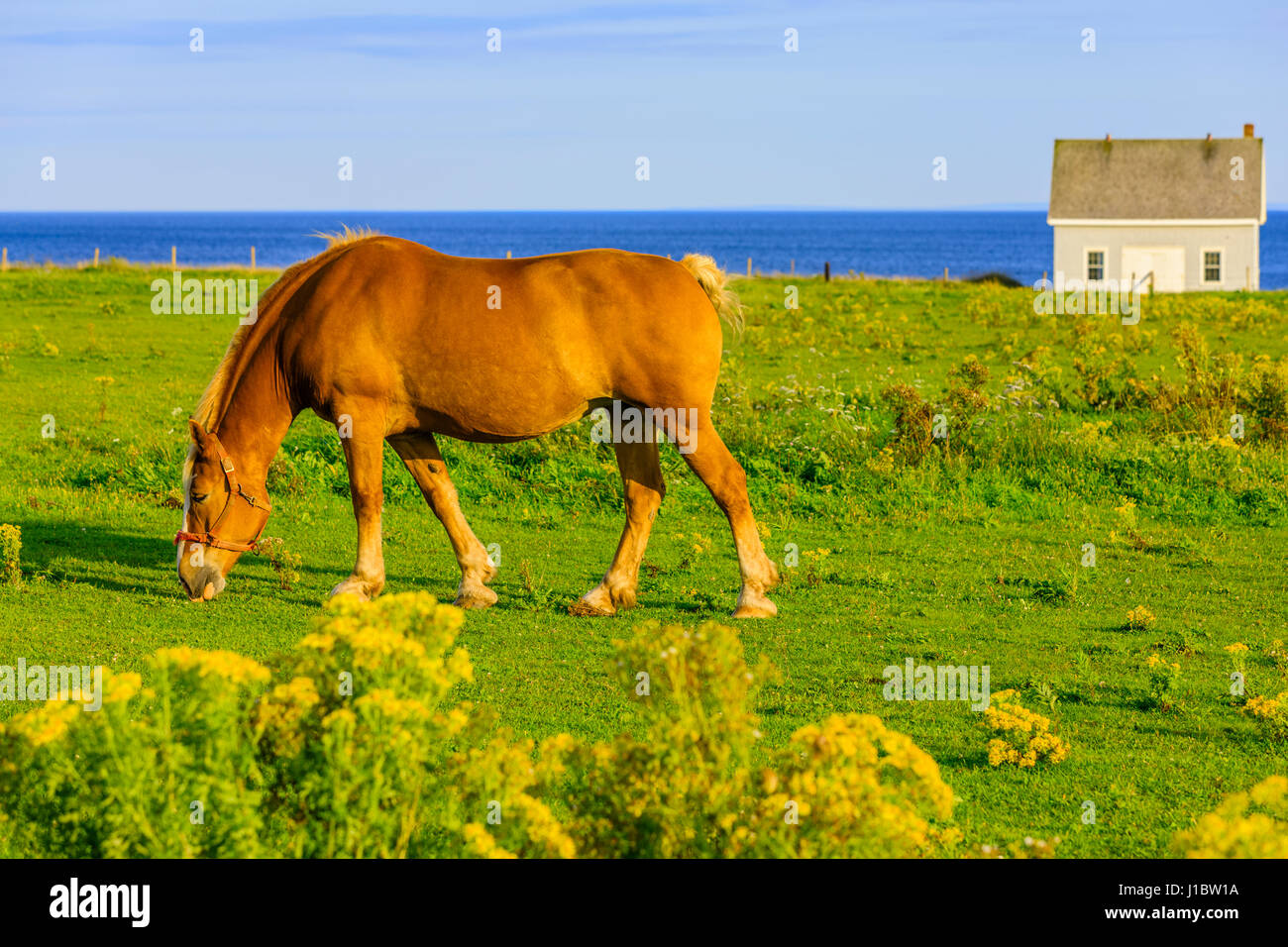 Horse on Panmure Island off Prince Edward Island, Canada Stock Photo