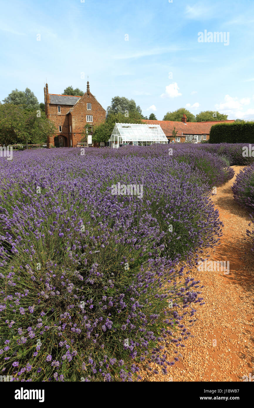 Norfolk lavender, heacham hires stock photography and images Alamy