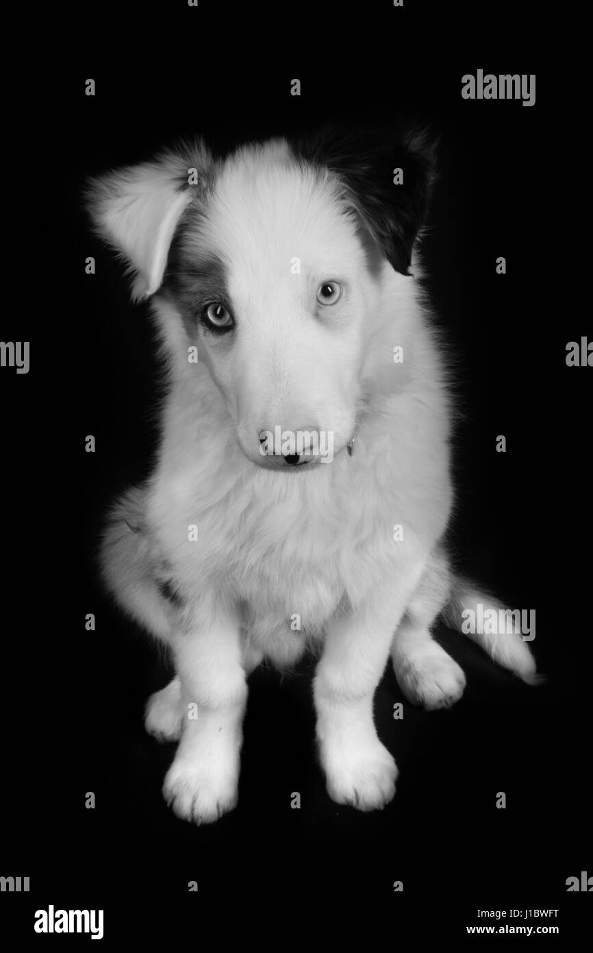 A beautiful blue merle border collie in the studio Stock Photo