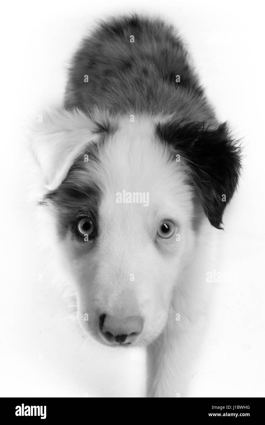 A beautiful blue merle border collie in the studio Stock Photo