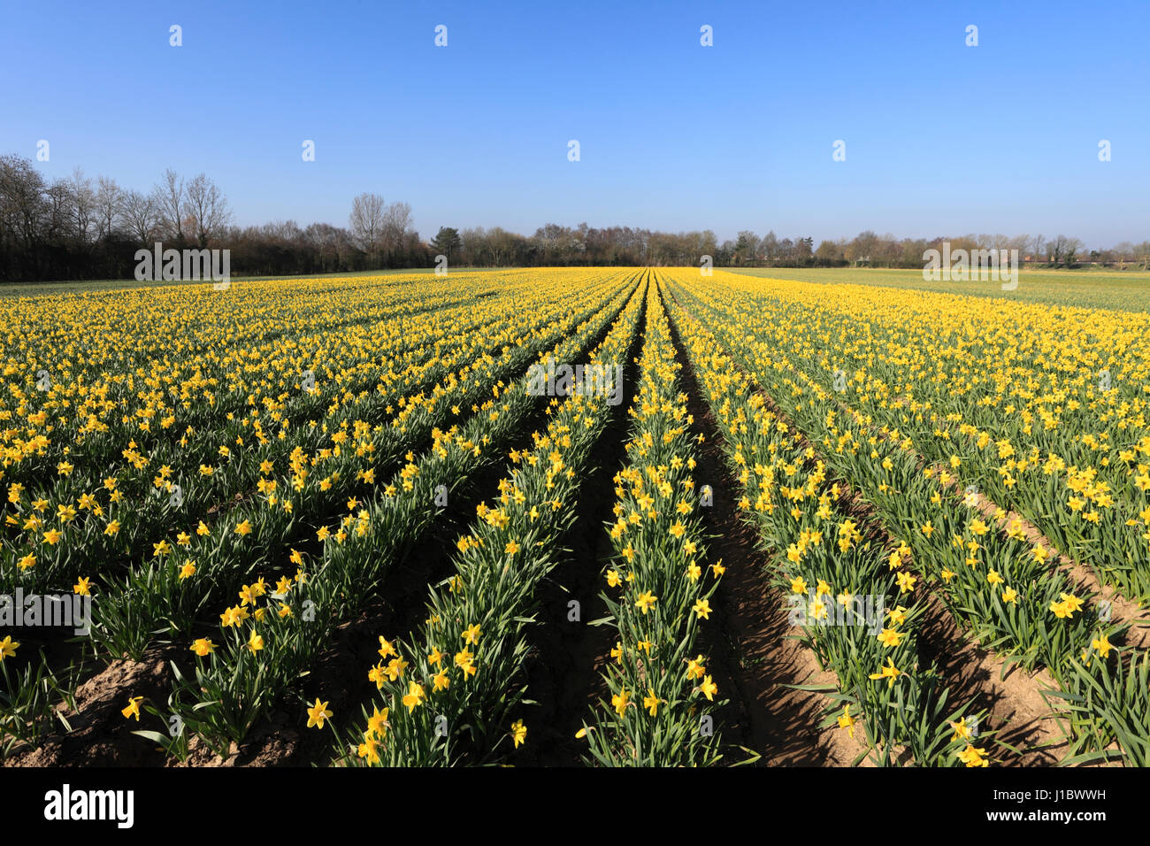 Fields of Spring Daffodil flowers, Fenland field near Spalding town, Lincolnshire; England; UK Stock Photo