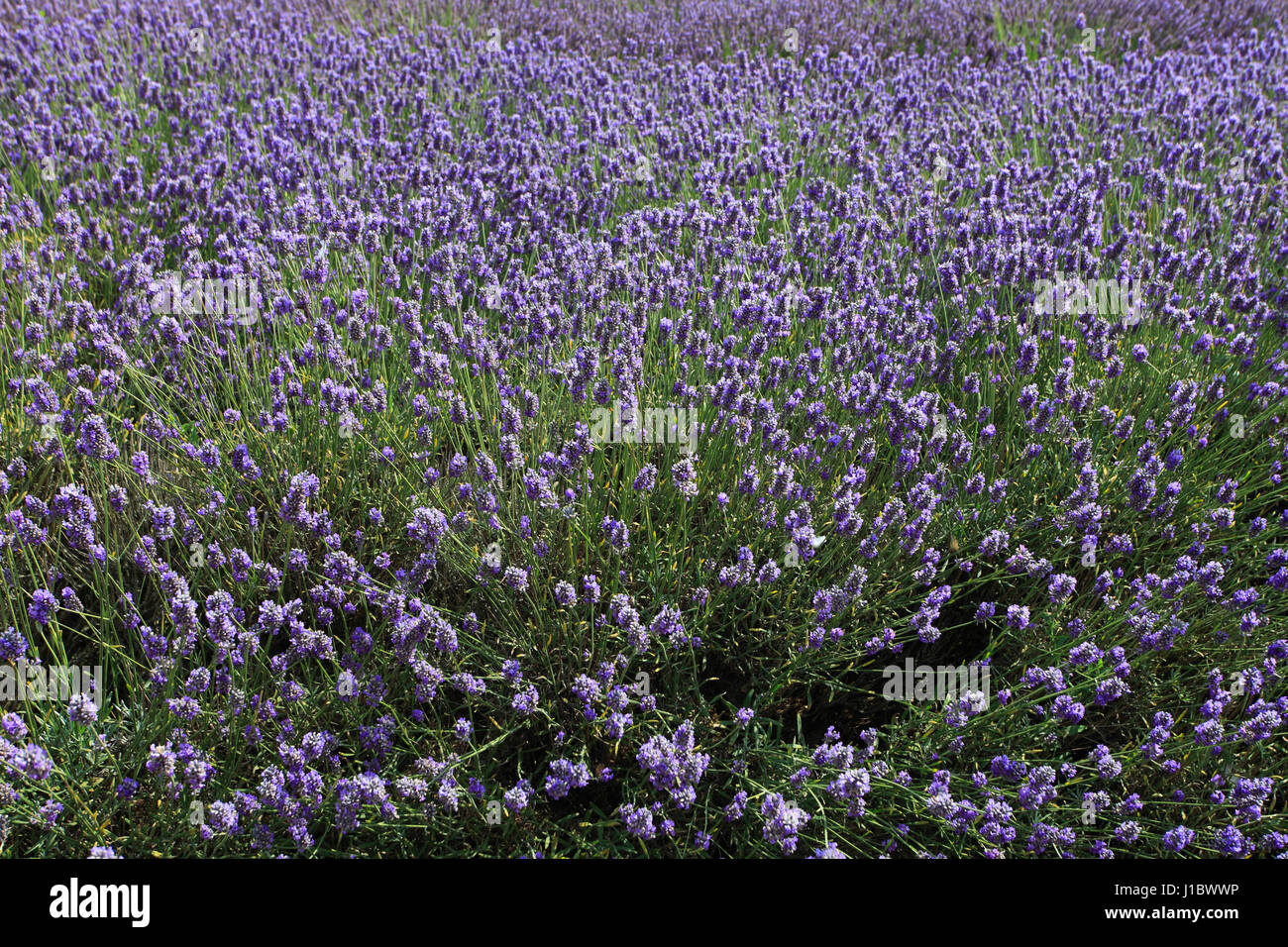 Fields of Lavender growing in the Norfolk Lavender centre, Heacham