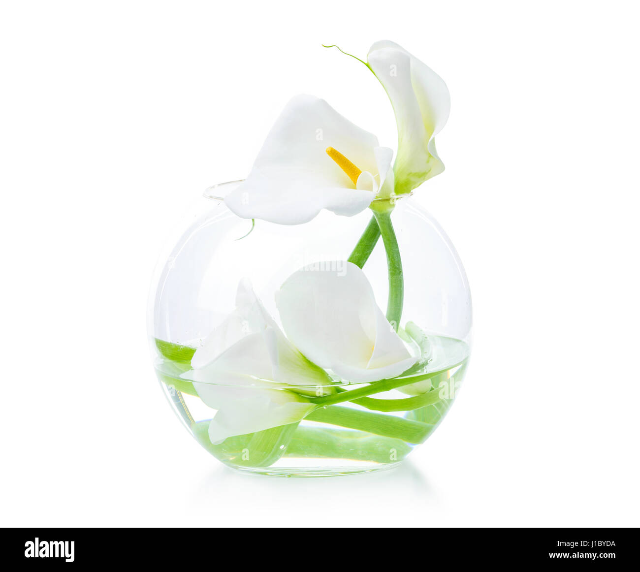 White calla lilies in glass vase over white background Stock Photo - Alamy