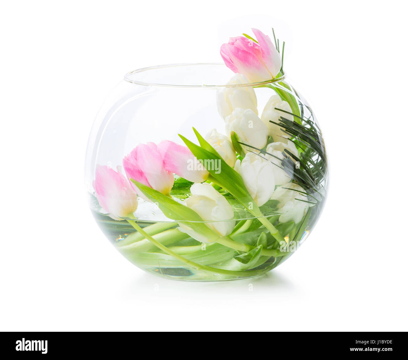 Pink and white tulips in glass vase over white background Stock Photo ...