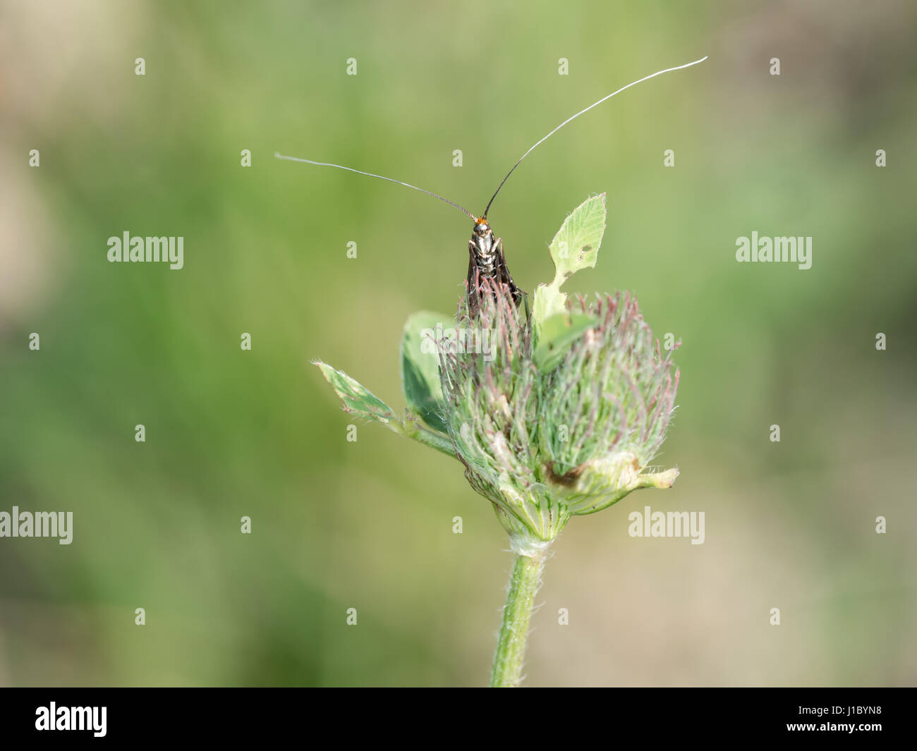 Small moth with ridiculously long antennae. Adenidae. Stock Photo