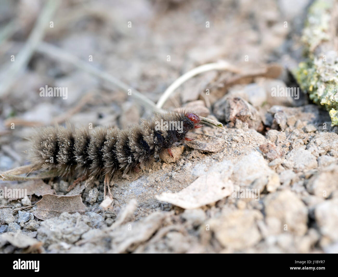 Tiger moth caterpillar hi-res stock photography and images - Alamy