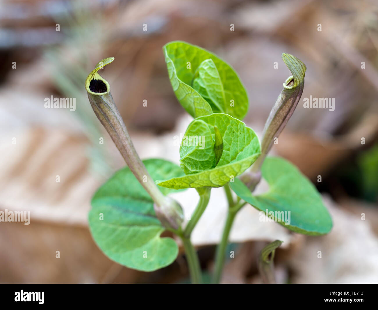 Aristolochia lutea, Yellow birthwort Stock Photo - Alamy