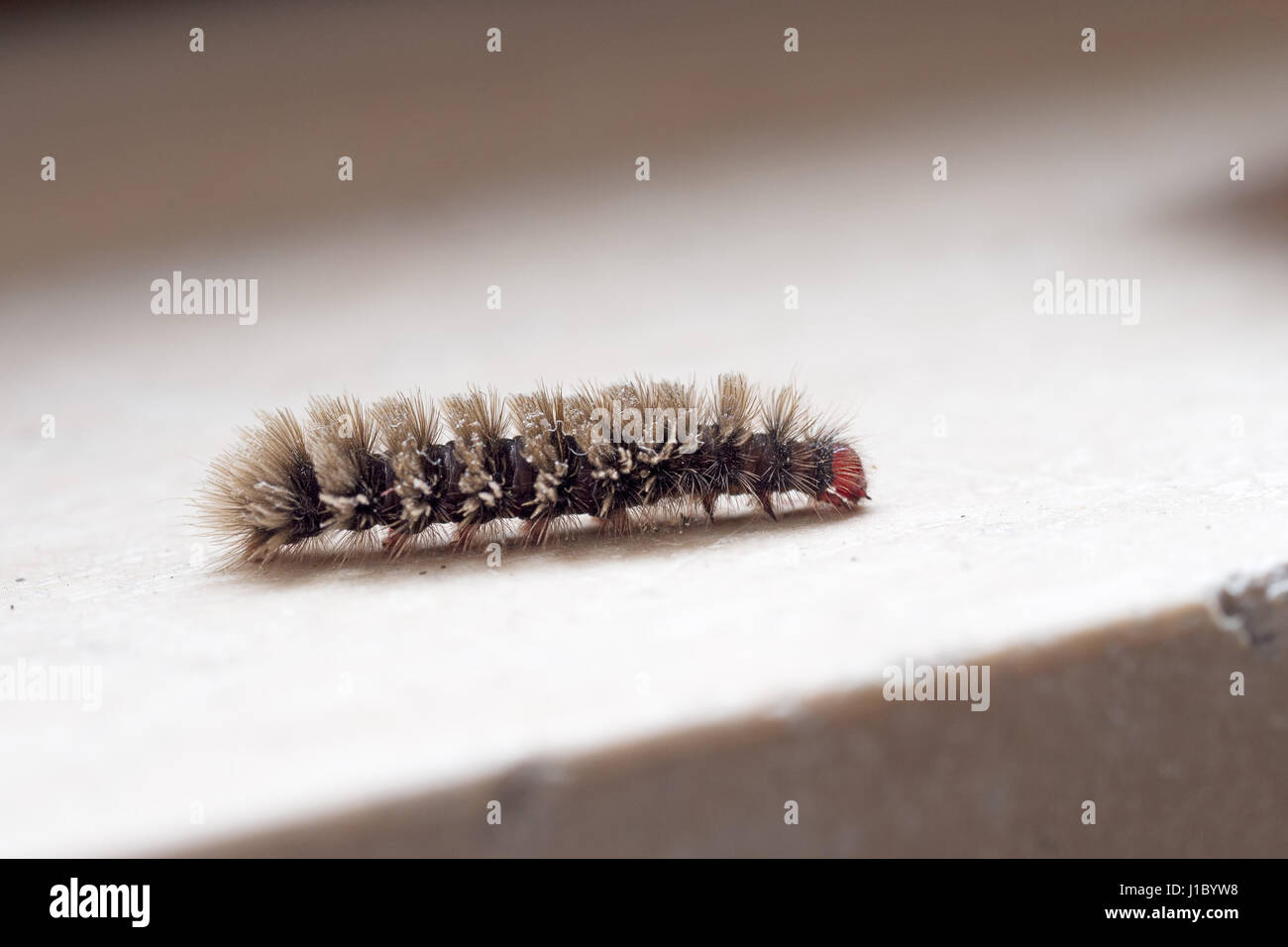 Tiger moth caterpillar hi-res stock photography and images - Alamy