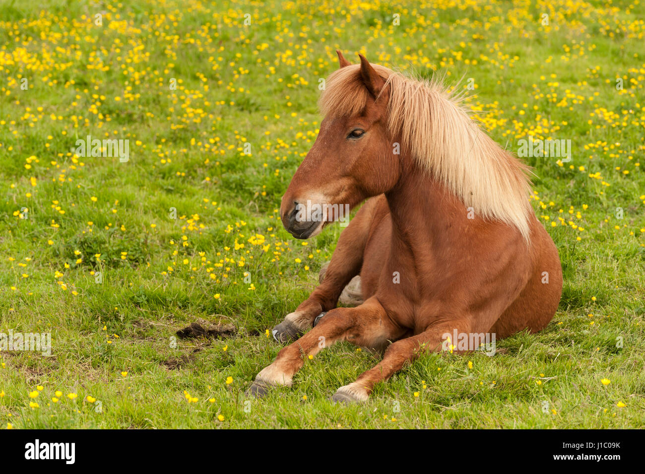 Brown Icelandic horse lying in a green field with yellow flowers, Equus ferus caballus, looking at the camera, Iceland. Stock Photo