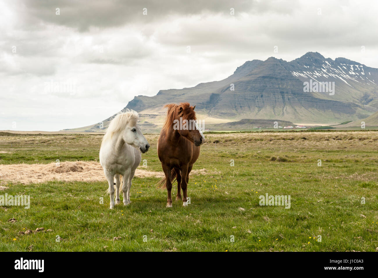 White and brown Icelandic horses, Equus ferus caballus, standing on a field with mountains in the background, Iceland. Stock Photo