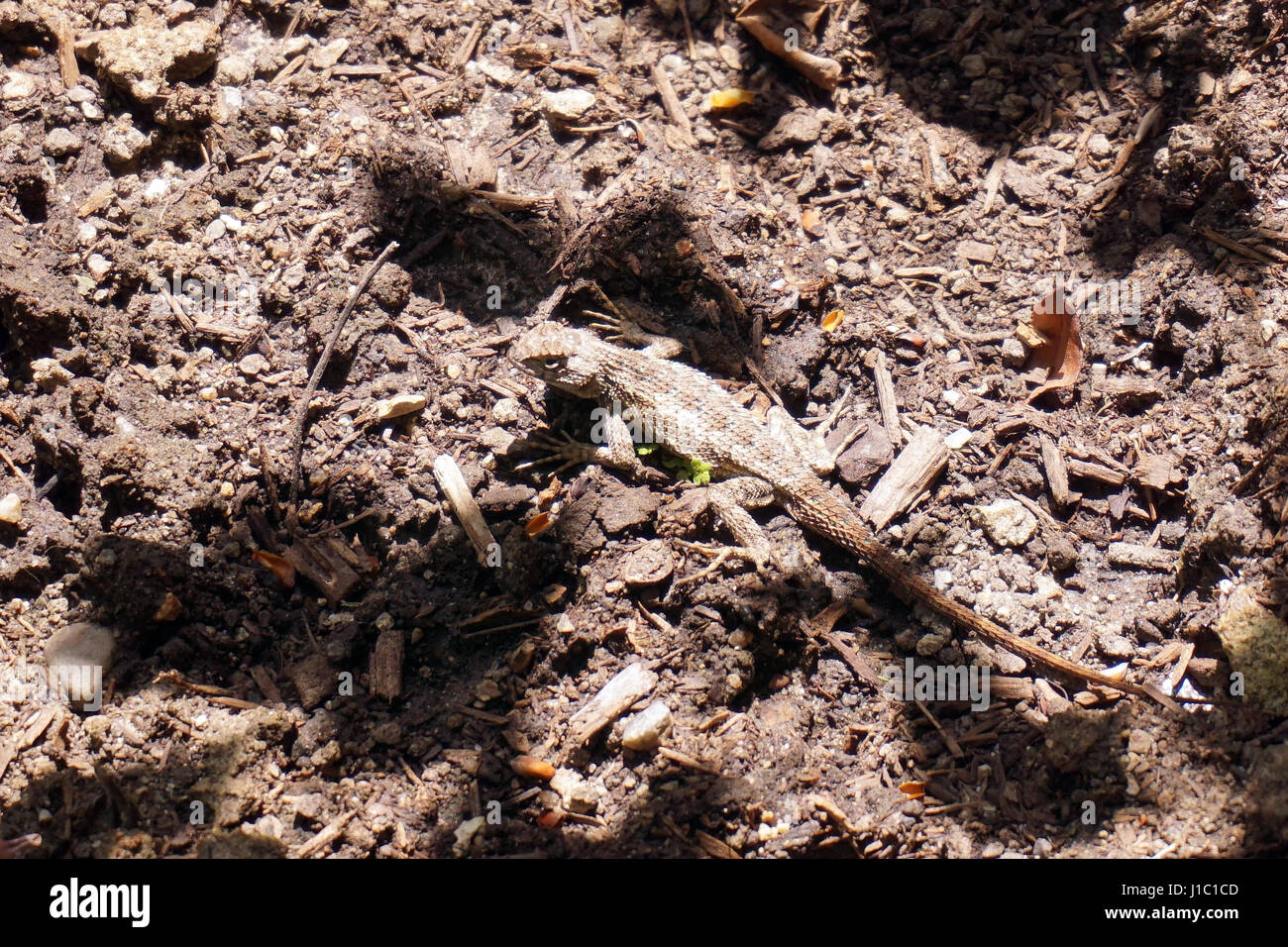 Western Fence Lizard Stock Photo