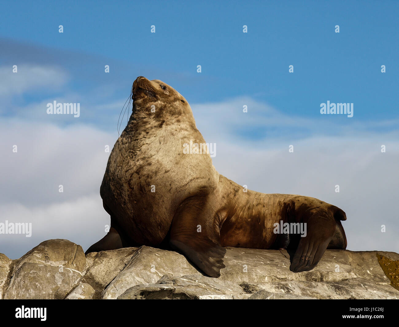 A dominant male wild Steller Sea Lion perched on the highest of rocks keeping a lookout. Photographed in the Southern Gulf Islands of British Columbia Stock Photo