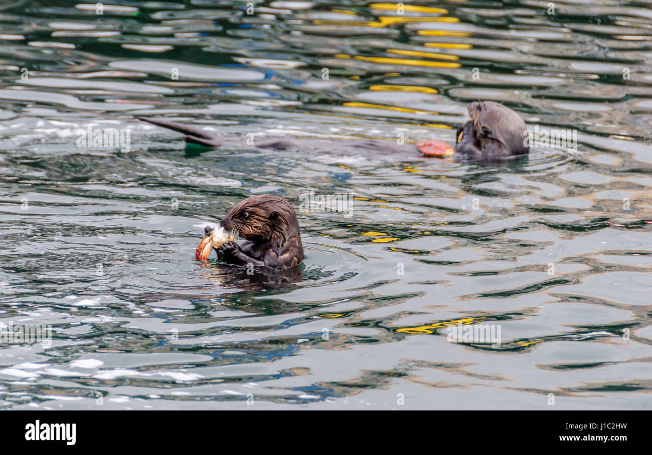 A mother and young / baby sea otter eating crab in the water at Morro Bay, California Stock Photo