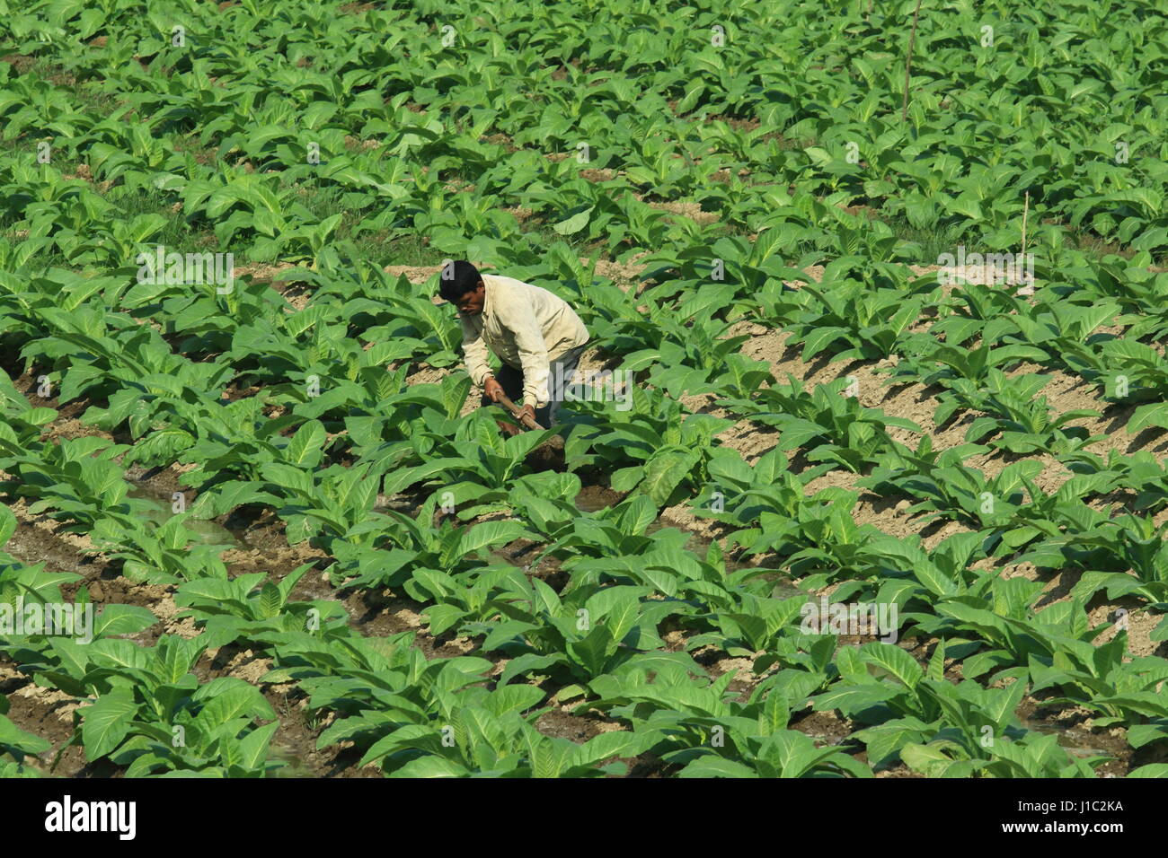 Tobacco plantation on a vast tract of land along the Maini river in Khagrachharhi’s Dighinala. Stock Photo