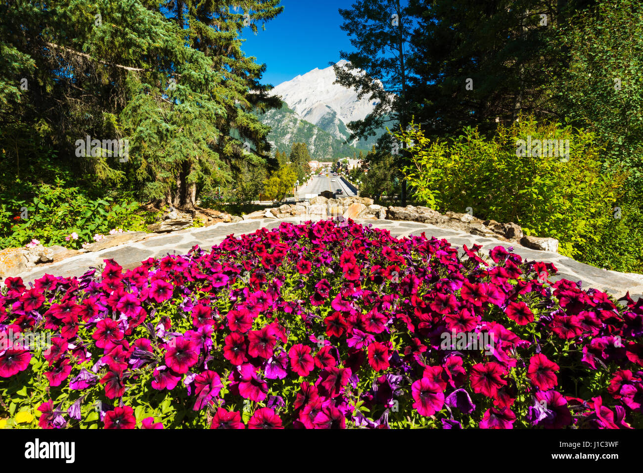 Flowers above Banff Avenue from the Administration Building, Banff