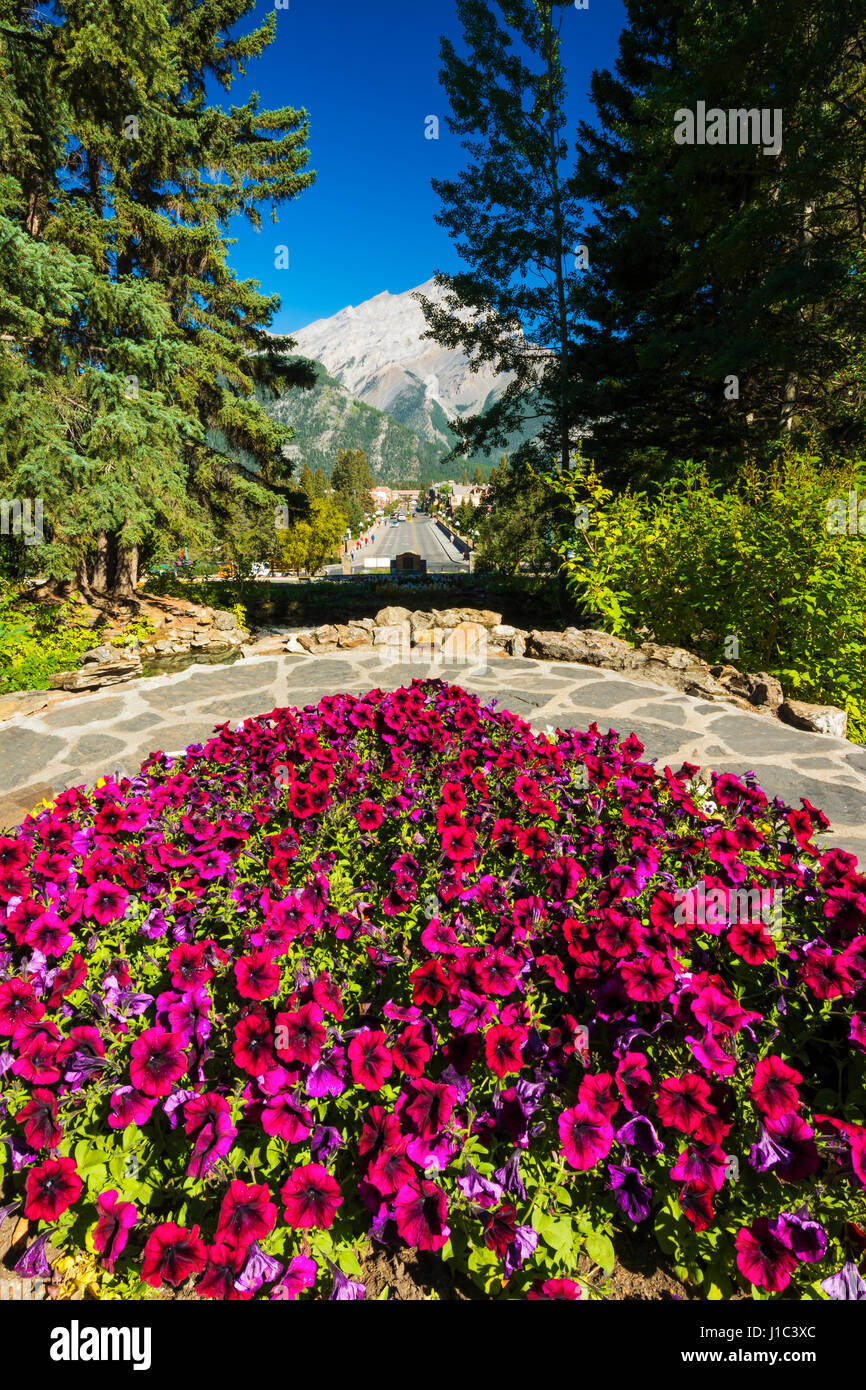 Flowers above Banff Avenue from the Administration Building, Banff