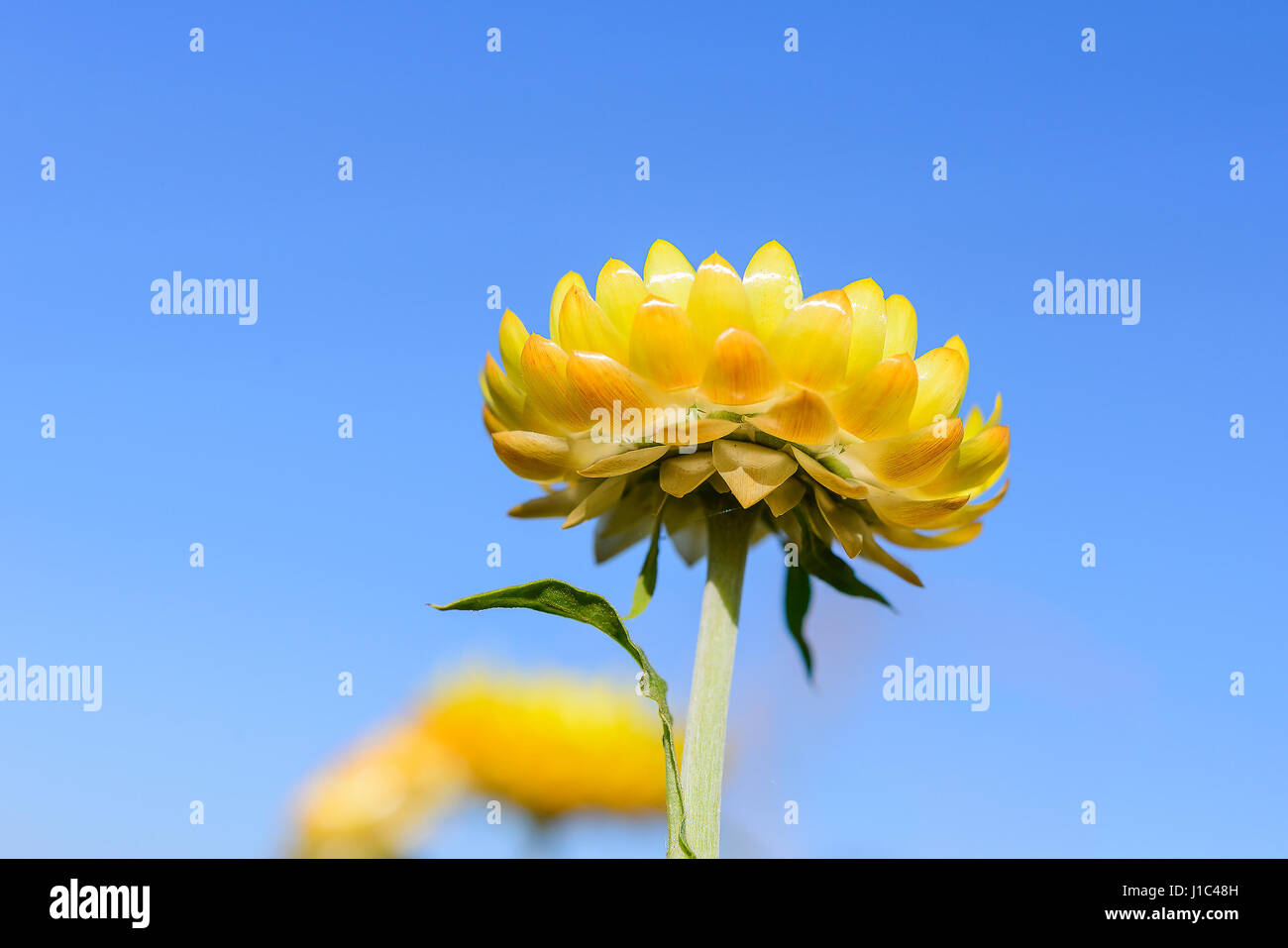 the straw flower Stock Photo Alamy