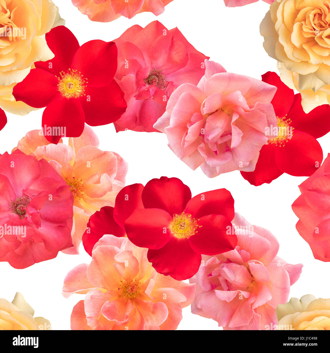 Seamless pattern white rose hi-res stock photography and images - Alamy