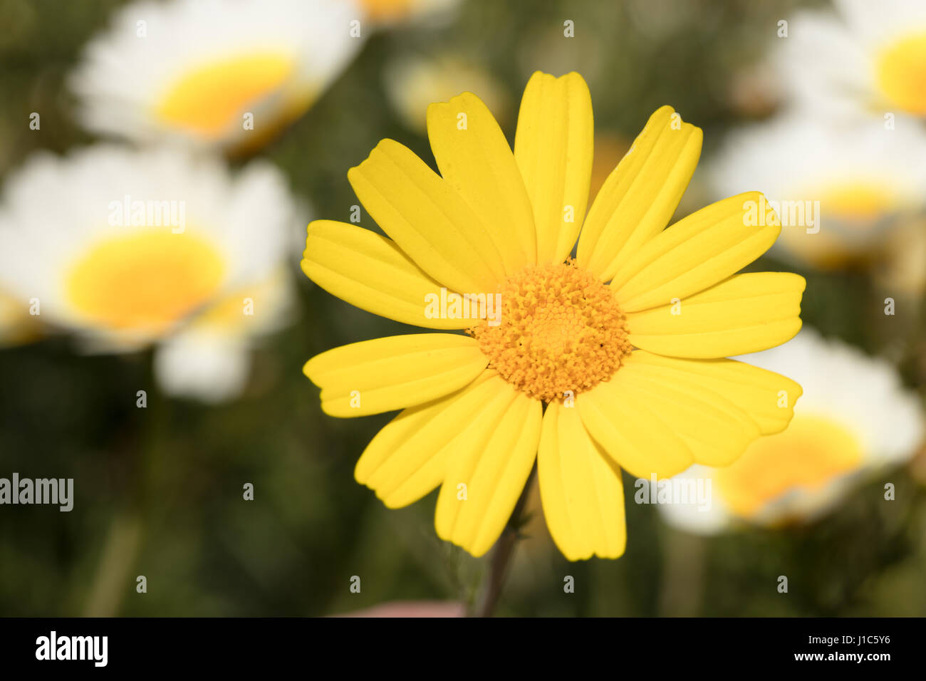 yellow daisy on field full of flowers as a  background Stock Photo