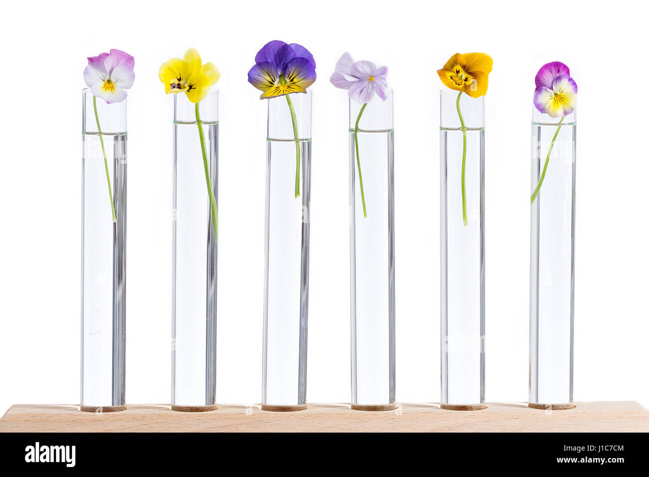 nice pansies,essential oil in glass test tubes Stock Photo