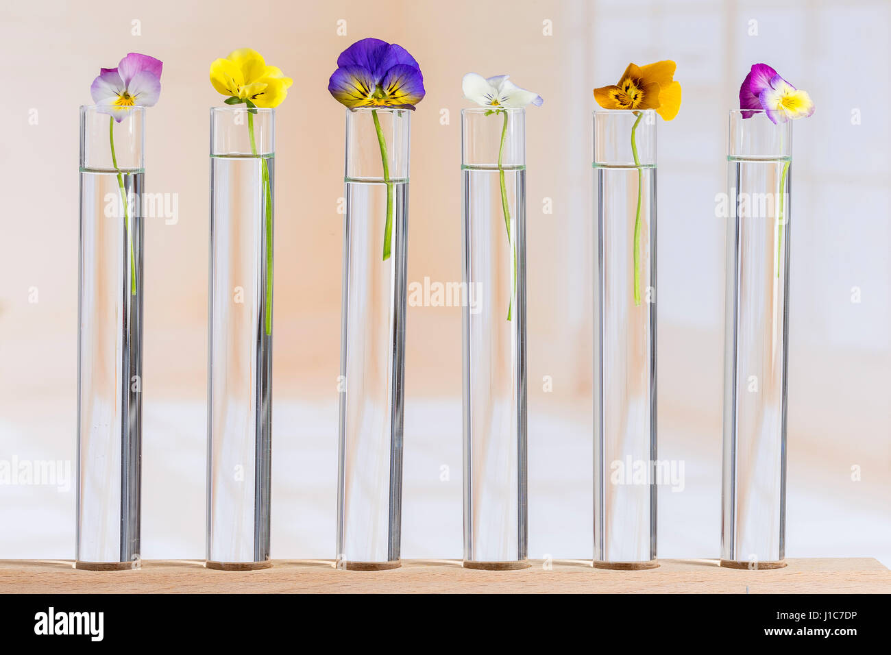 nice pansies,essential oil in glass test tubes Stock Photo
