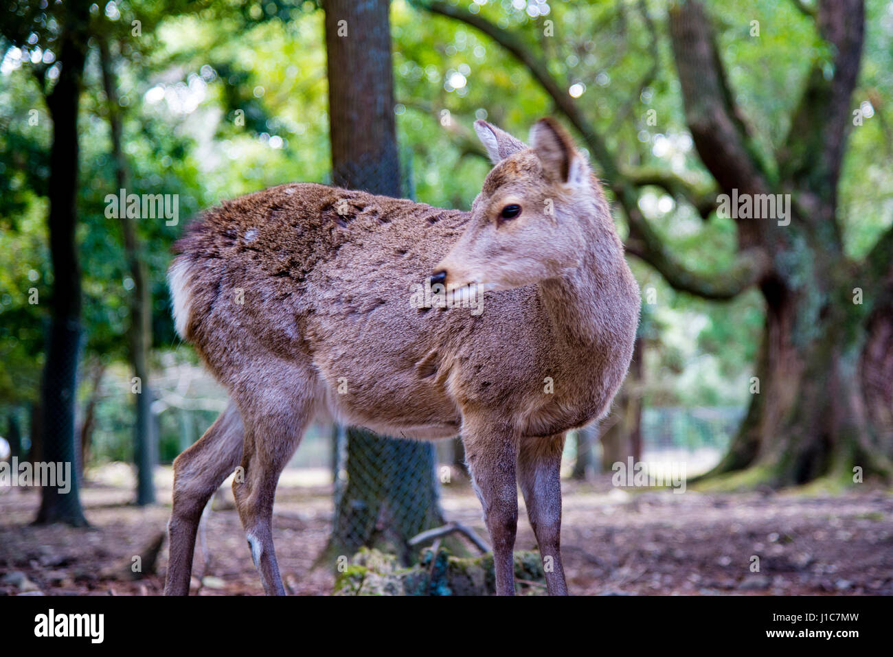 Deer roam in Nara Park Stock Photo