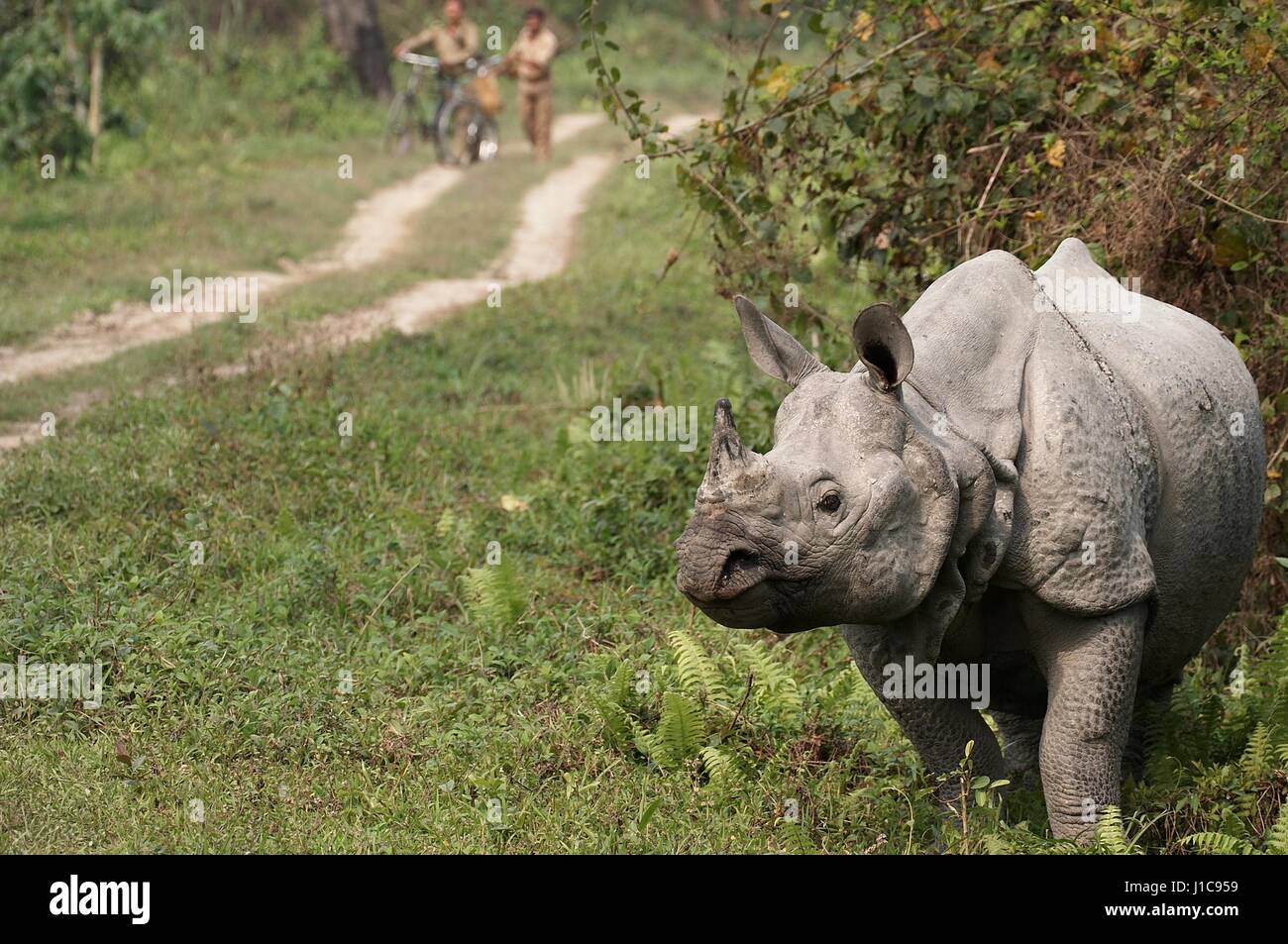 Wild Great Indian One Horned rhinoceros (Rhinoceros unicornis) in Kaziranga National Park, Assam, India. Stock Photo