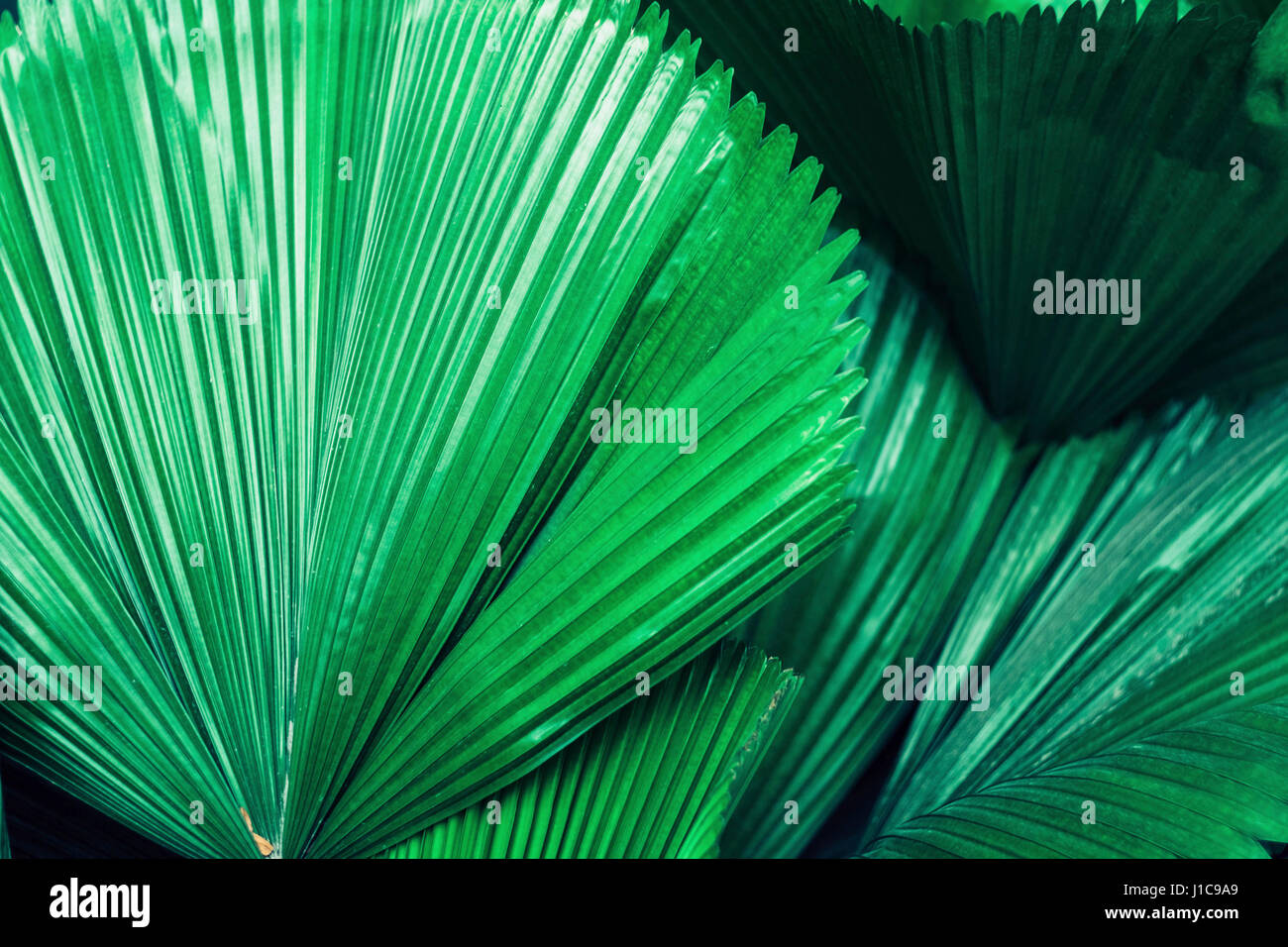 Big green leaves hi-res stock photography and images - Alamy