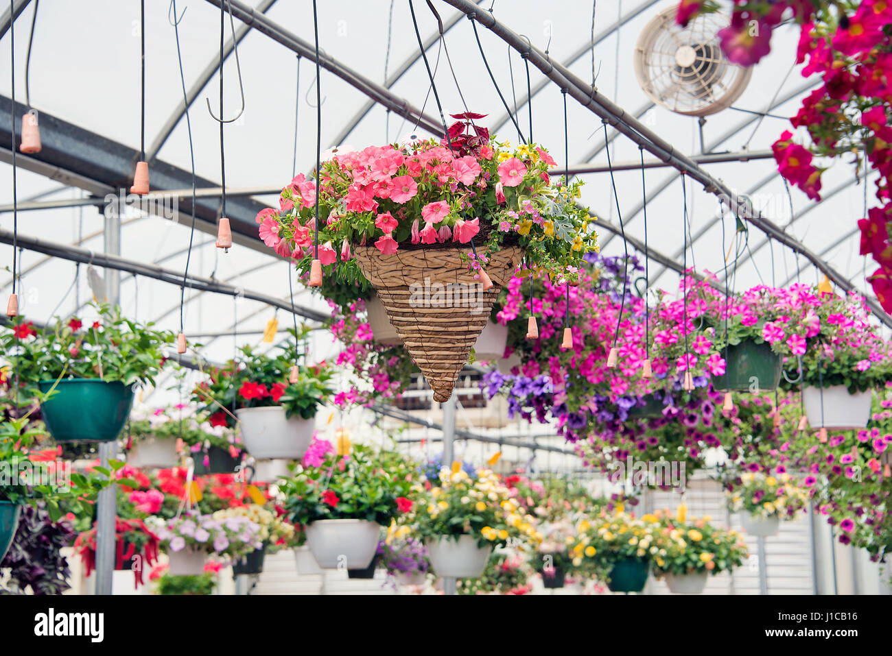 hanging flowering baskets in greenhouse with irrigation tubes Stock