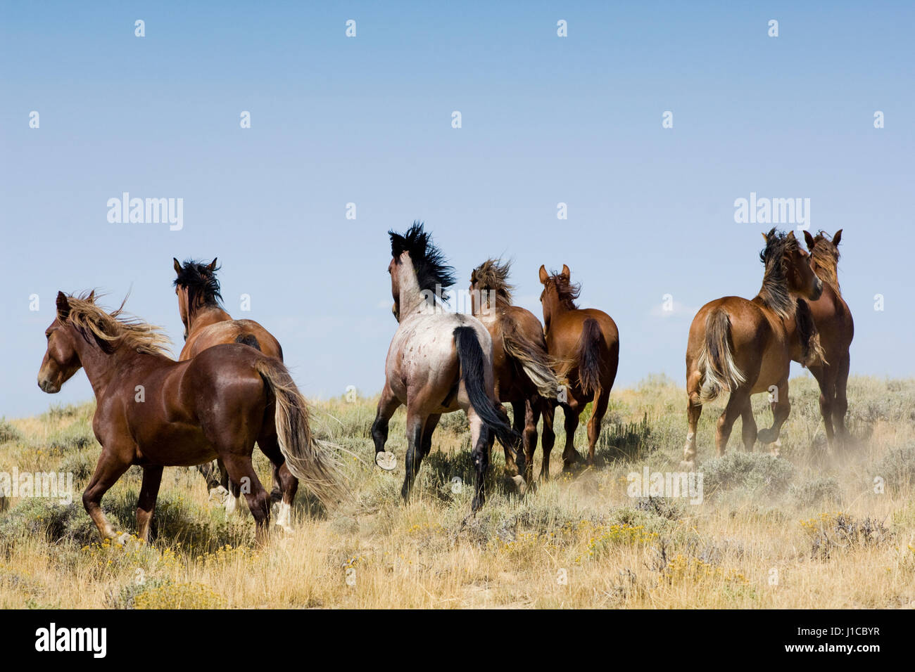 Mustangs (Equus ferus caballus), herd fleeing in the prairie, Wyoming, USA Stock Photo