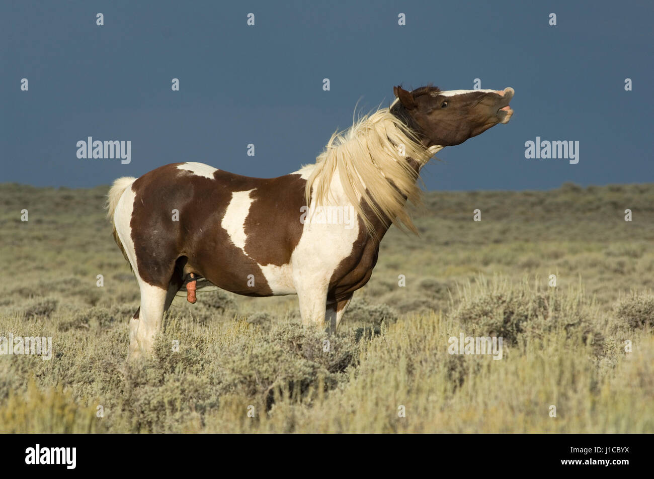 Mustang, stallion, piebald flehming in prairie, Wyoming, USA Stock Photo