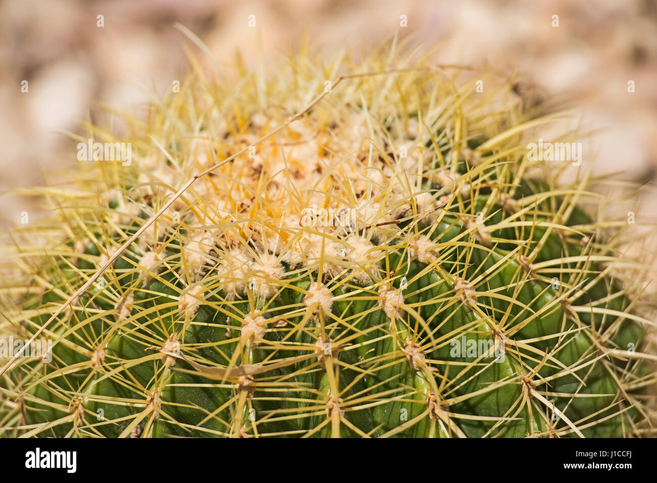 Close-up detail of a barrel cactus plant echinocactus in an ornamental arid desert garden Stock Photo