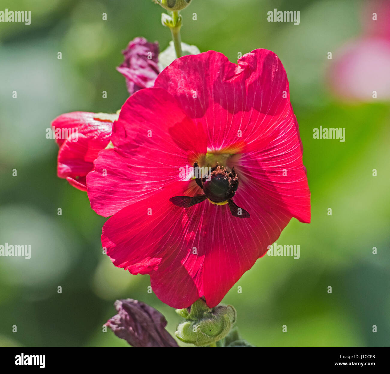 Close-up detail of a honey bee apis collecting pollen on purple hibiscus flower in garden Stock Photo