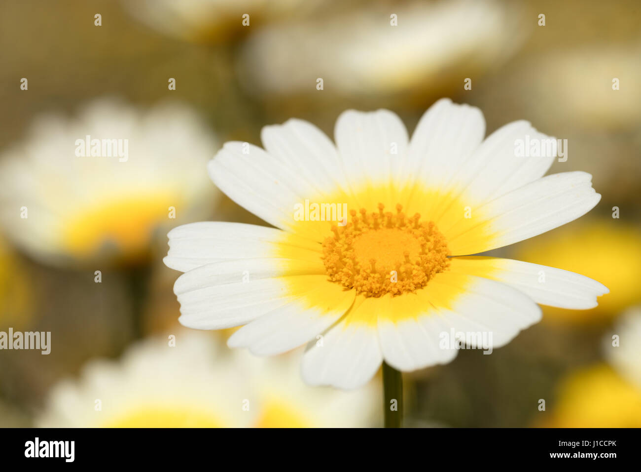 daisy on field full of flowers as a  background Stock Photo