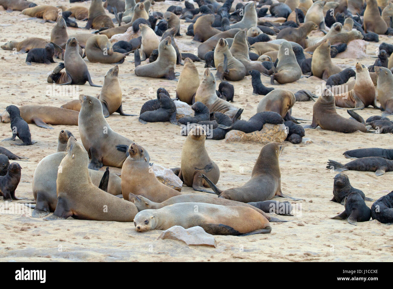 Brown fur seal Arctocephalus pusillus at Cape Cross seal colony Namibia Stock Photo