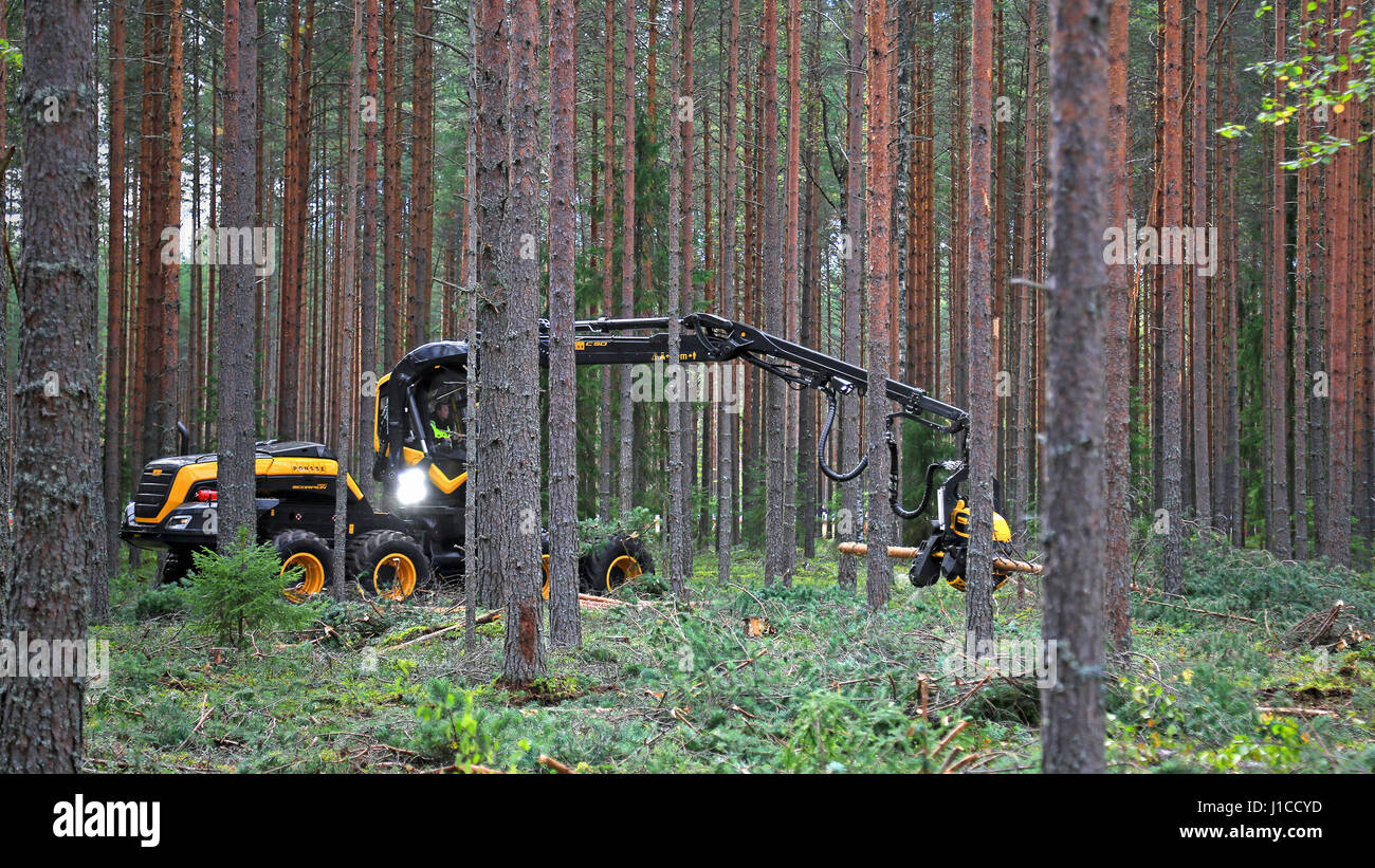 JAMSA, FINLAND - SEPTEMBER 1, 2016: Operator harvests young forest with Ponsse Harvester Scorpion King in a work demonstration on the heavy machinery  Stock Photo