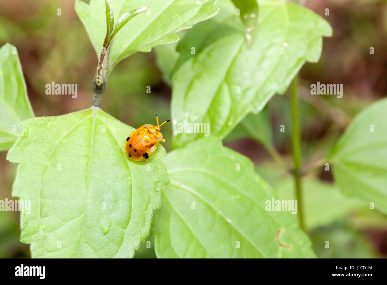 Ladybug on a leaf. An orange and black ladybug on a leaf Stock Photo