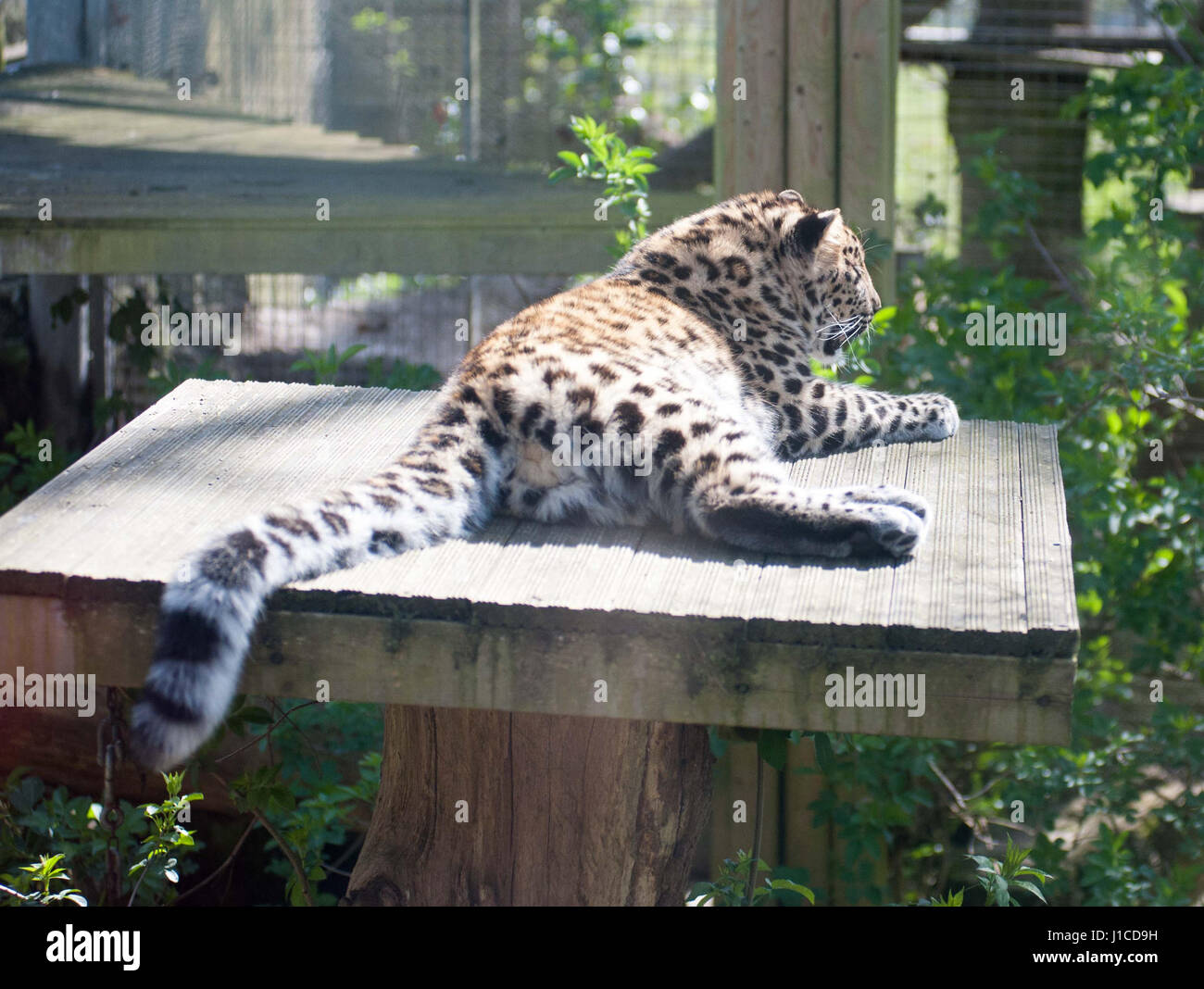 Amur Leopards High Resolution Stock Photography and Images - Alamy