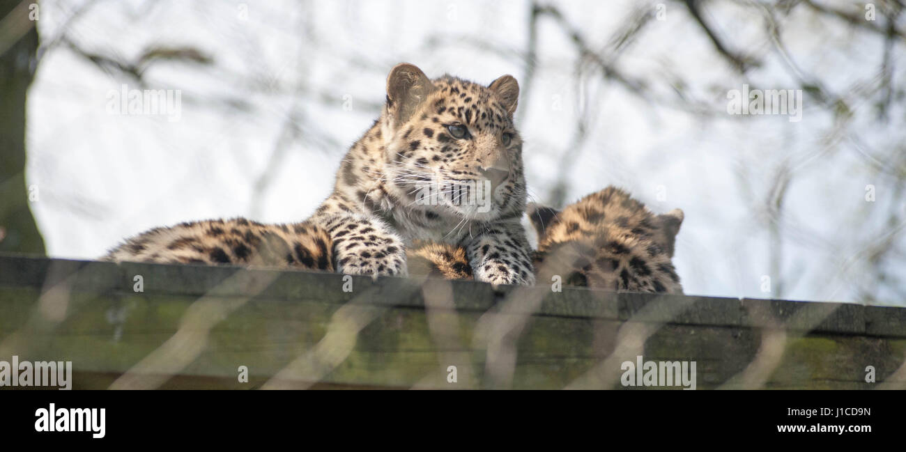 Amur Leopards High Resolution Stock Photography and Images - Alamy