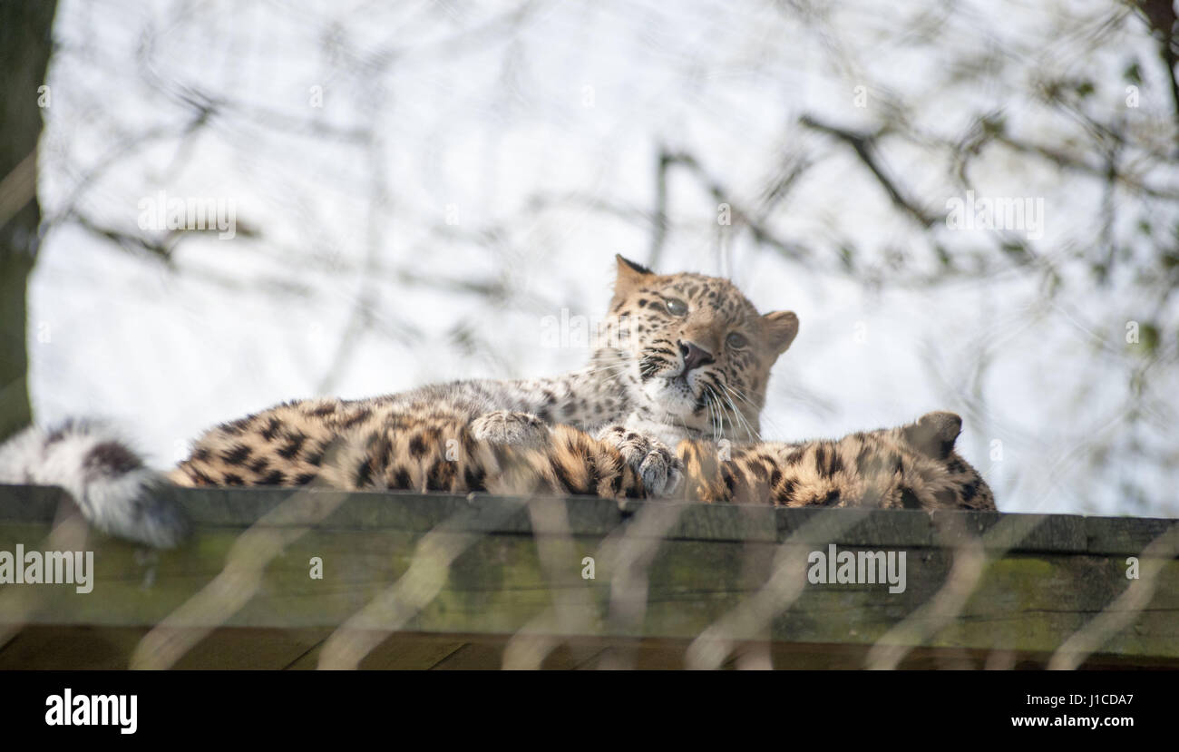 Amur Leopards High Resolution Stock Photography and Images - Alamy