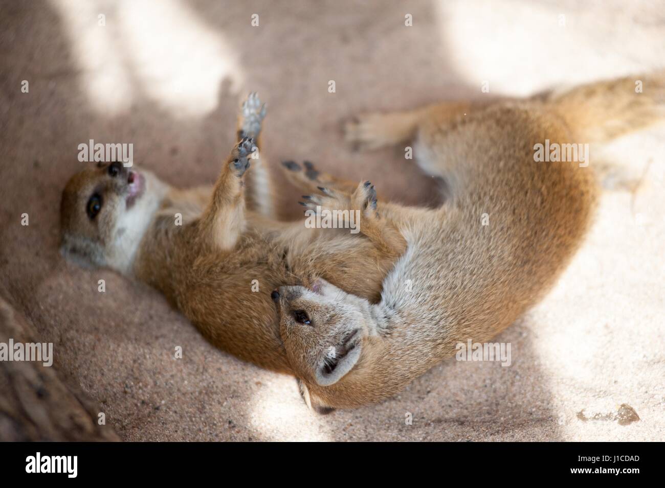 Yellow Mongoose Babies Stock Photo Alamy