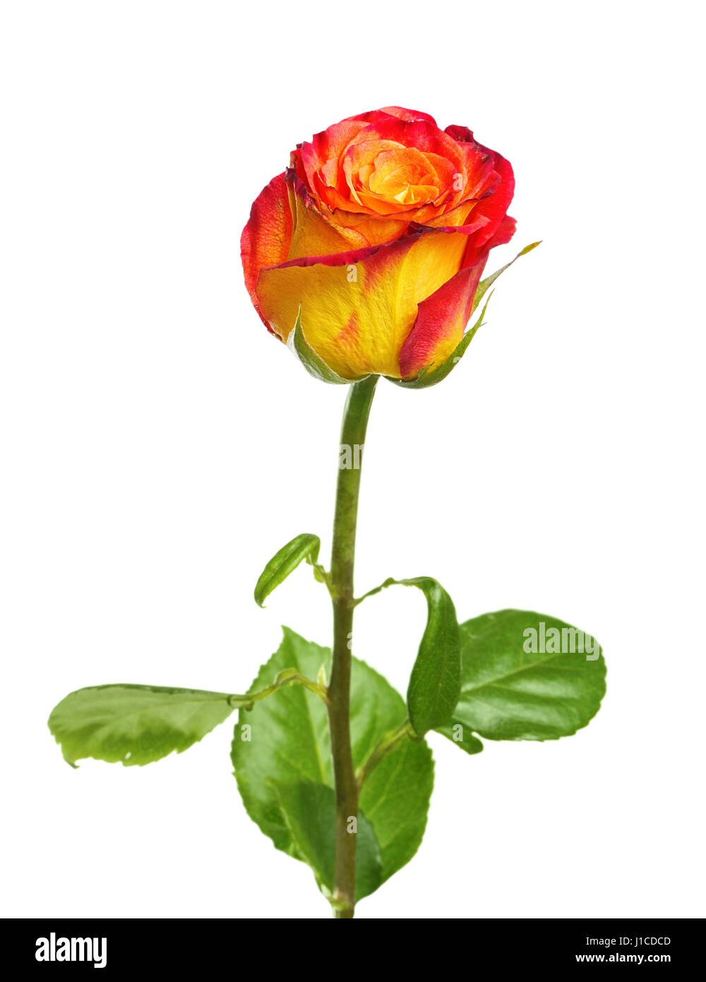 Beautiful rose isolated on white background Stock Photo - Alamy