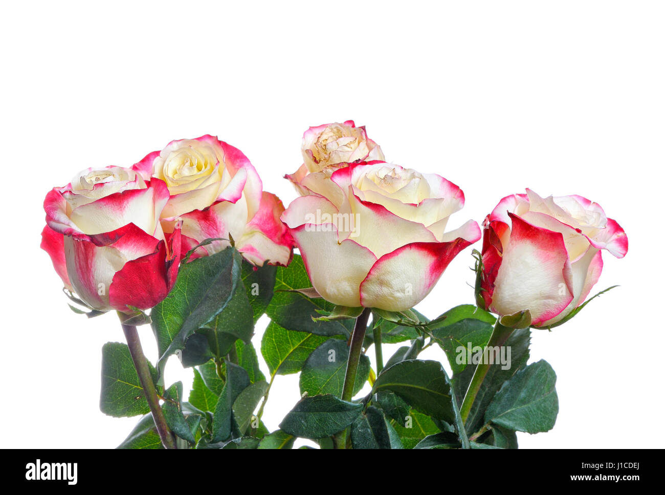 Bunch of beautiful roses isolated on white background Stock Photo - Alamy