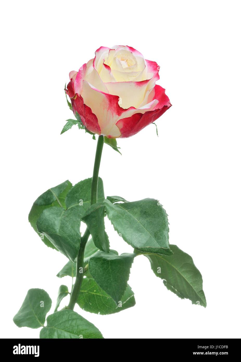 One beautiful rose isolated on white background Stock Photo - Alamy
