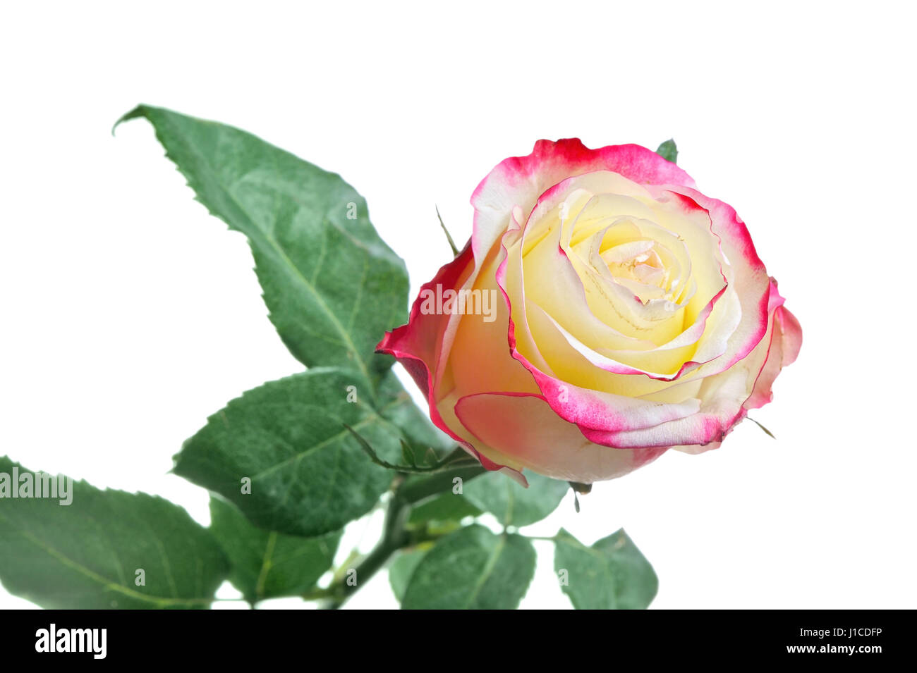 One beautiful rose isolated on white background Stock Photo - Alamy
