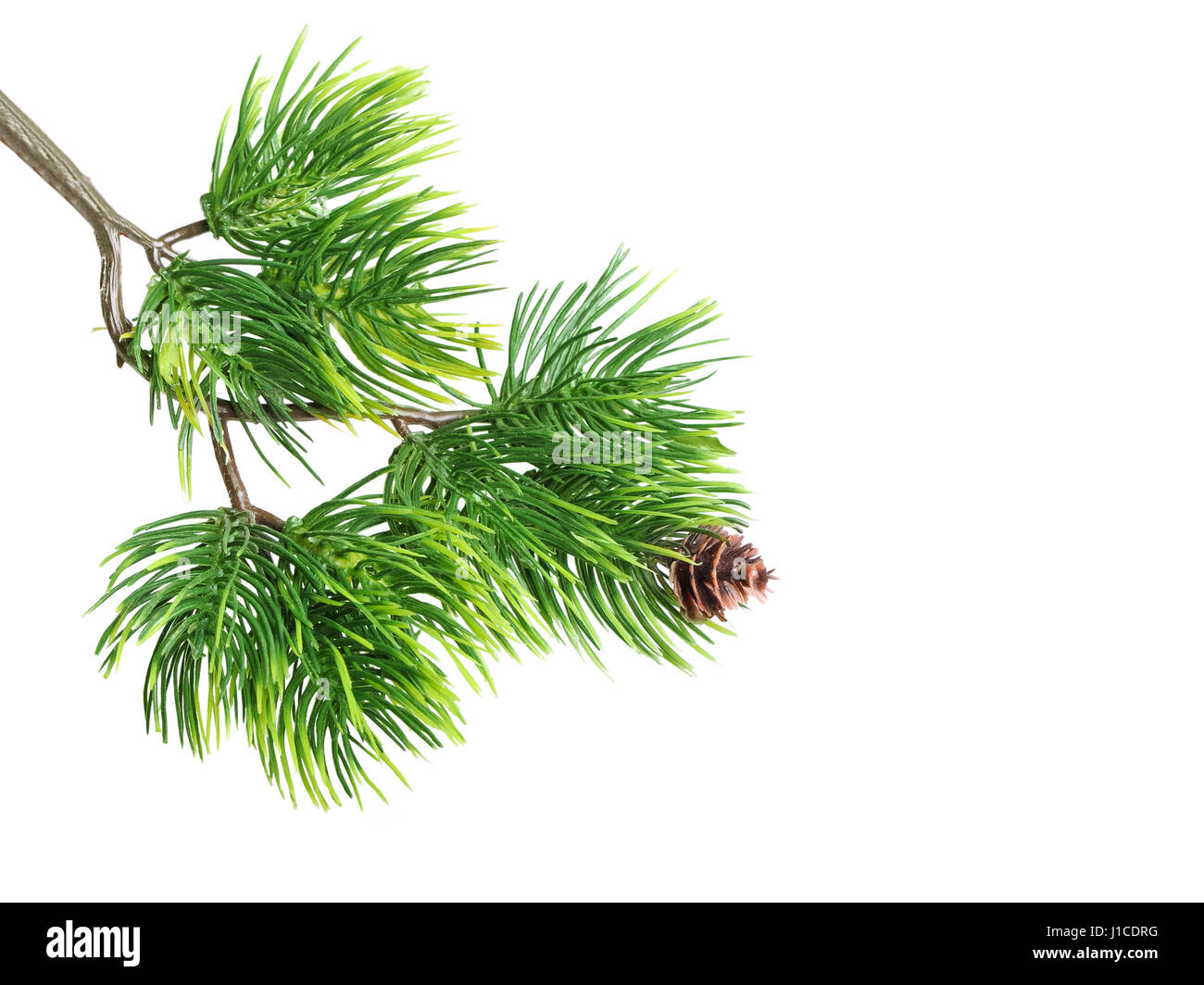 Close up of fir tree branch isolated on white Stock Photo - Alamy