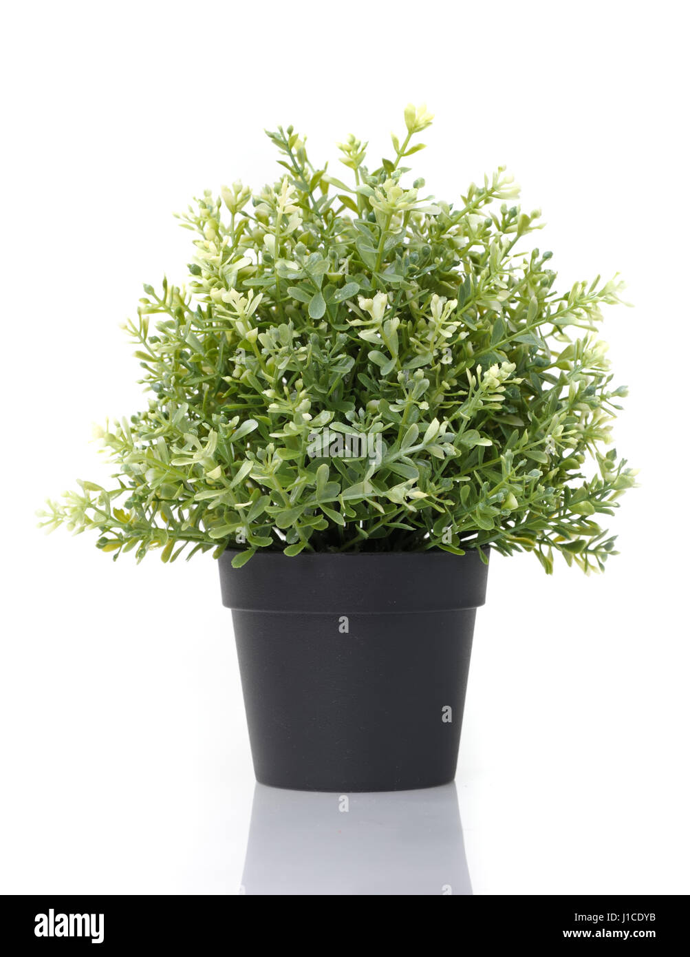Home plant in pot isolated on white background Stock Photo - Alamy