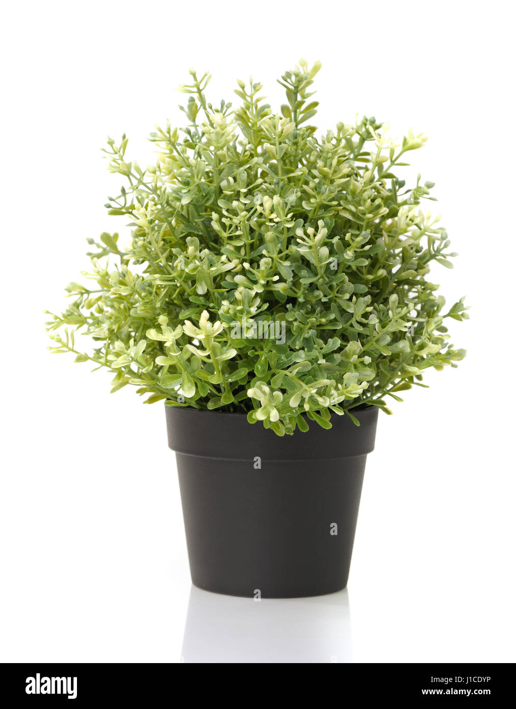 Home plant in pot isolated on white background Stock Photo - Alamy