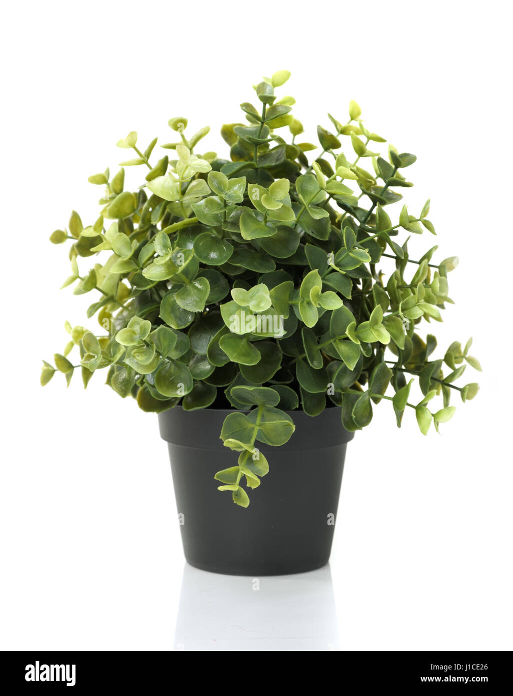 Home plant in pot isolated on white background Stock Photo - Alamy