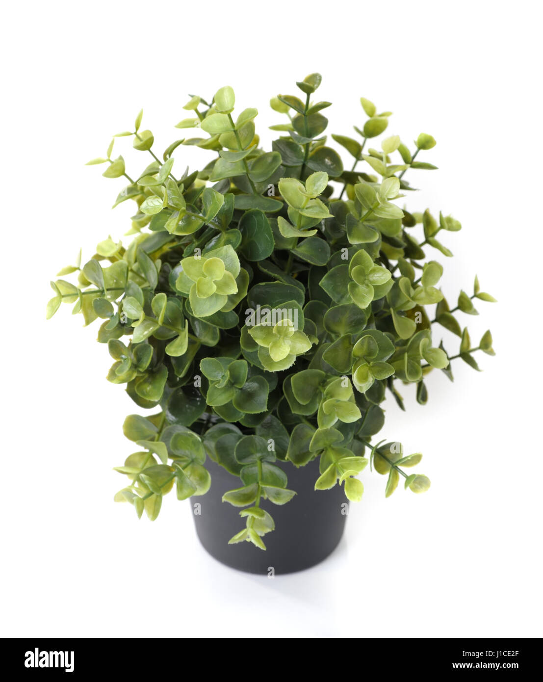 Home plant in pot isolated on white background Stock Photo - Alamy